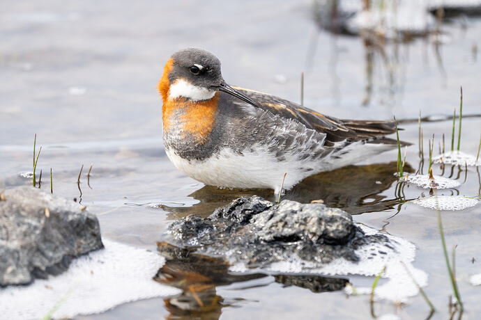 Red Necked Phalarope 05 24 05 26