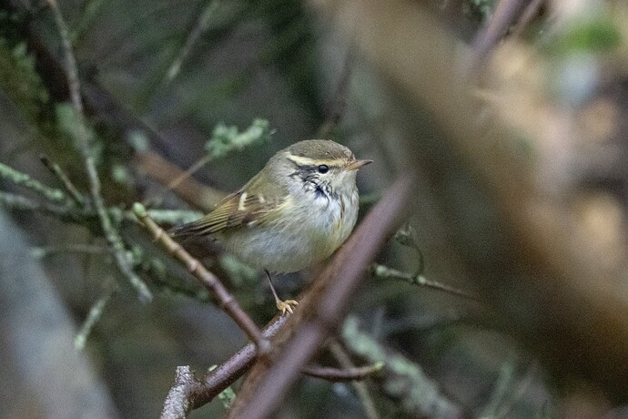 Yellow-browed Warbler 02 10 11 25