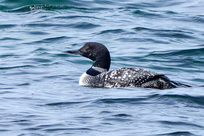 Great Northern Diver 10 10 07 26