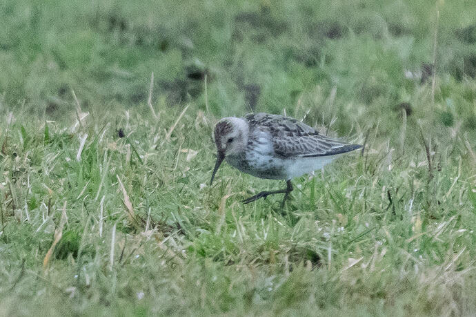 Dunlin  ssp arctica 02 18 10 26