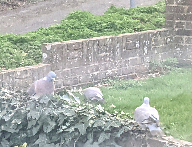 pigeons.MP