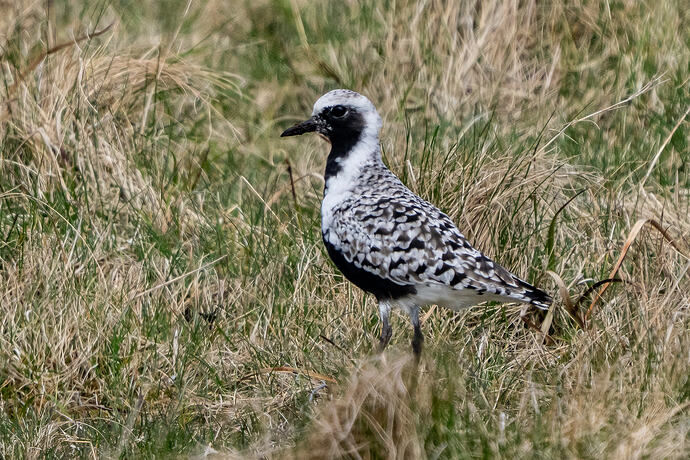 Grey Plover 06 25 04 26