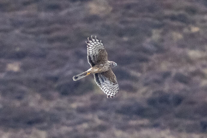 Hen Harrier 11 12 03 26