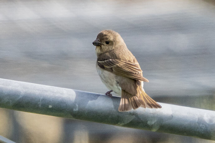 Rosefinch 04 28 05 26