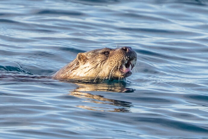 Otter 01 06 02 26