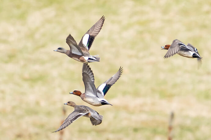 American Wigeon 08 04 05 26