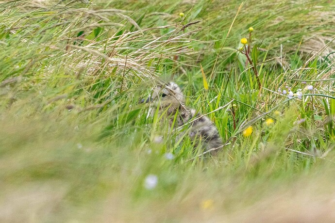 Curlew 01 04 06 25