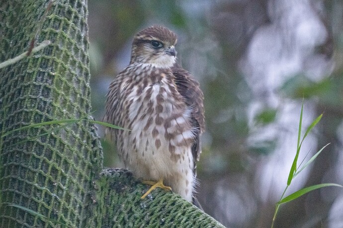 Merlin 06 01 09 25