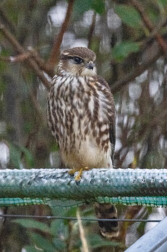 Merlin 05 27 08 25
