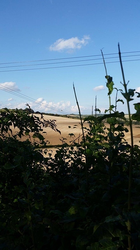 Blurred bird Hampstead Norreys small