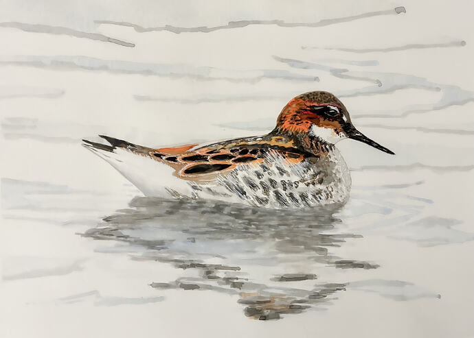 Male Phalarope