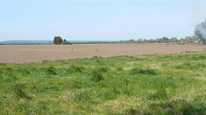 21 Apr Ardington Marsh lock deer in field