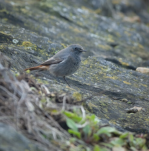 55050482334_24908195a9_o