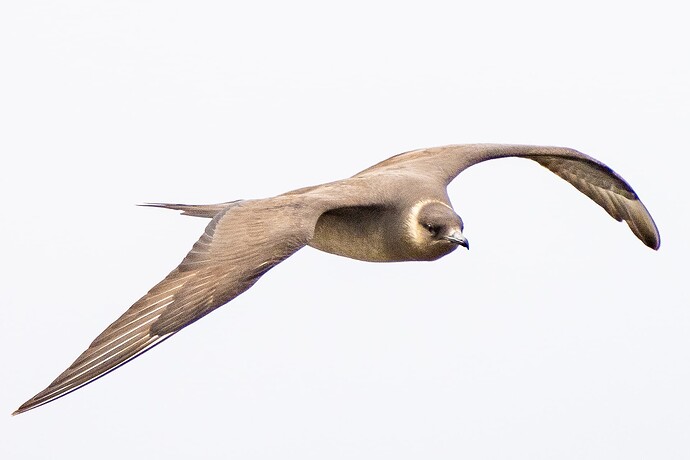 Arctic Skua 04 16 08 25