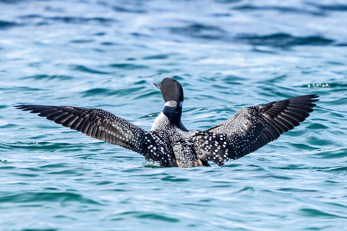 Great Northern Diver 03 10 07 26