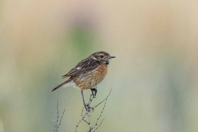 Stonechat 01 28 07 25