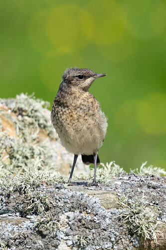 Wheatear 05 07 07 26