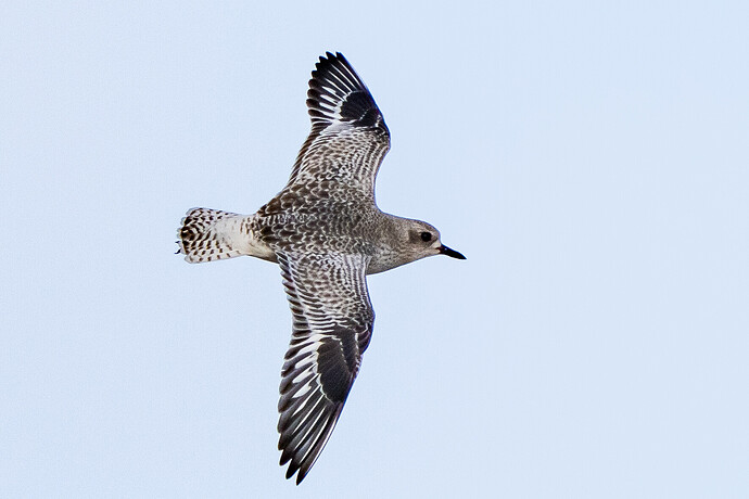 Grey Plover 02 05 03 26