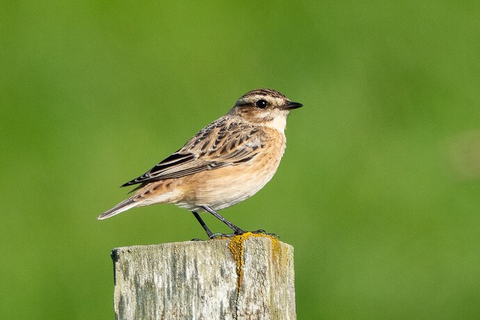 Whinchat 01 08 09 25
