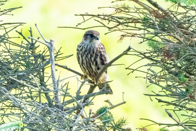 Merlin 01 20 08 25