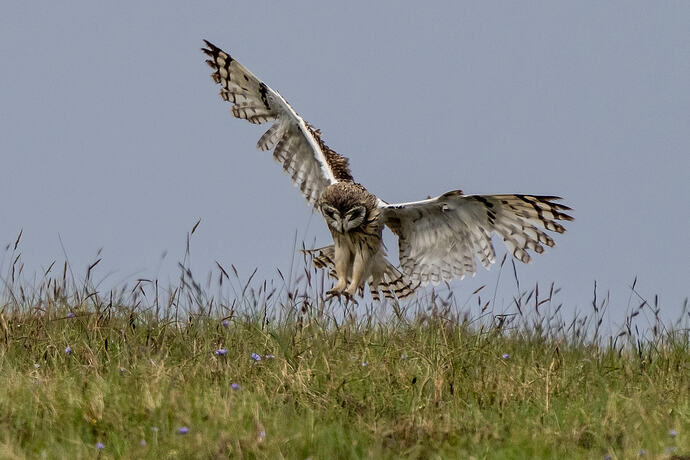 Short Eared Owl 02 17 06 26