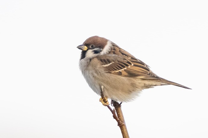 Tree Sparrow 01 20 11 25