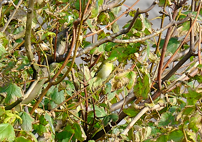 Tennessee Warbler 1