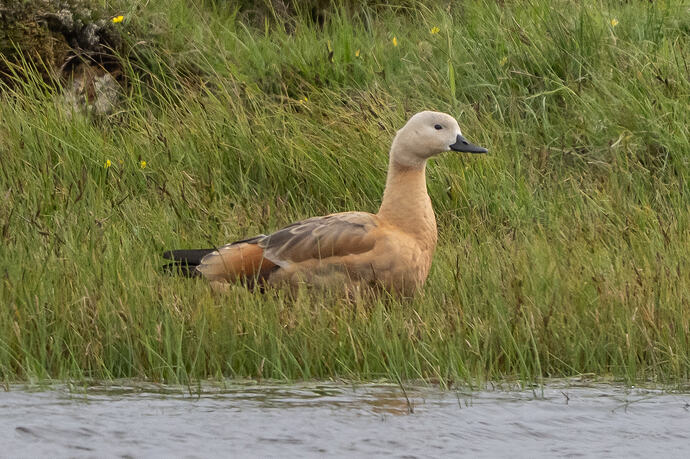Ruddy Shelduck 09 03 07 26