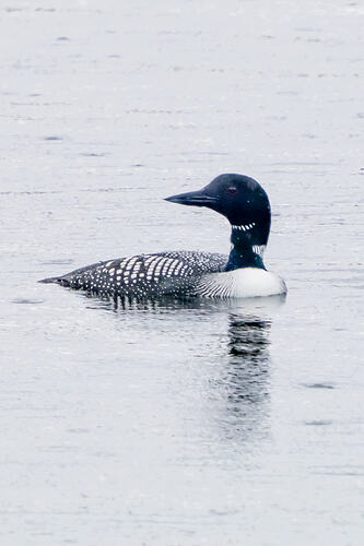 Great Northern Diver 04 13 05 26