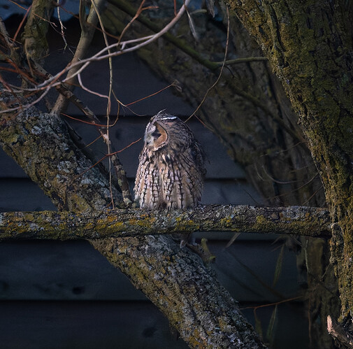 54092984304_61f291b3cd_o