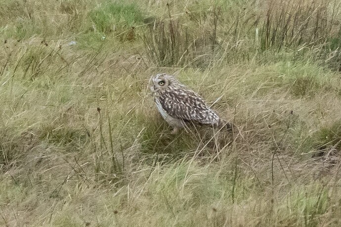 Short eared Owl 04 11 10 25
