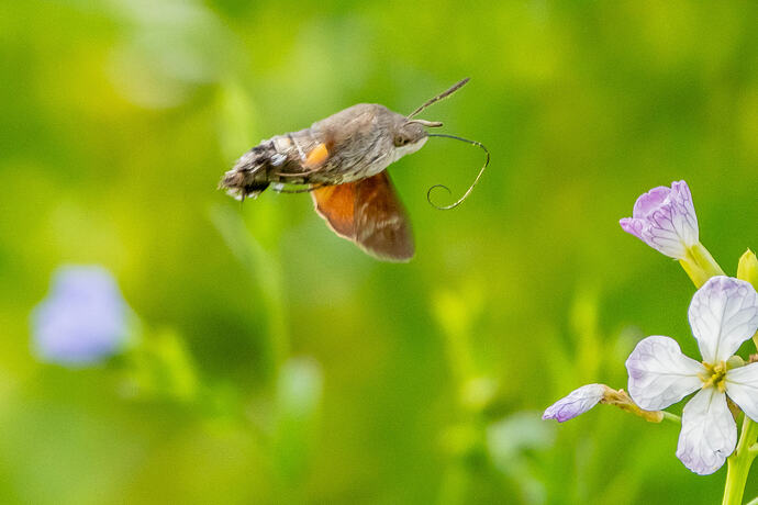 Hummingbird hawk-moth 01 08 10 26