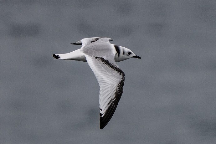 Kittiwake 04 19 08 25