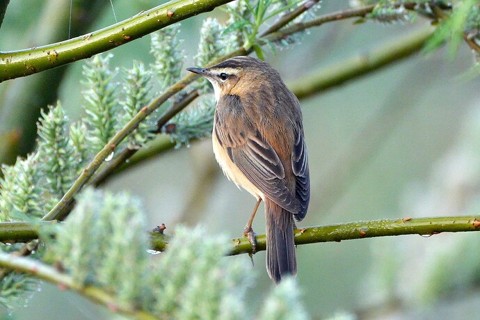 sedge warbler