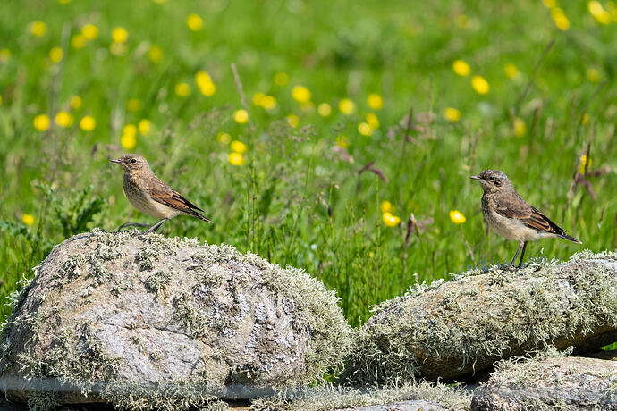 Wheatear 11 07 07 26