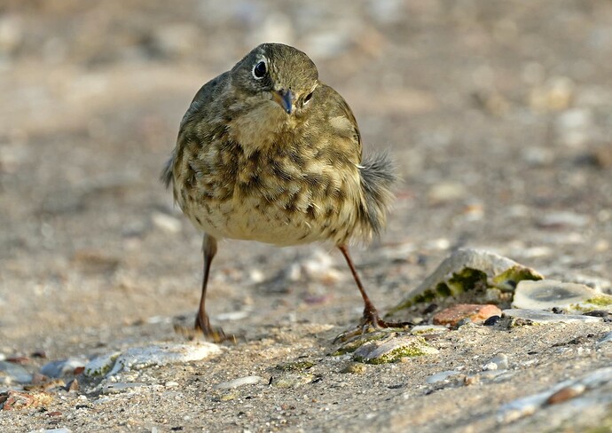 rock pipit 9