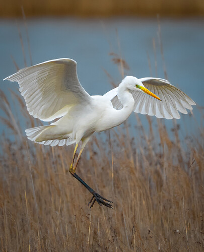 55102948851_9203719704_o