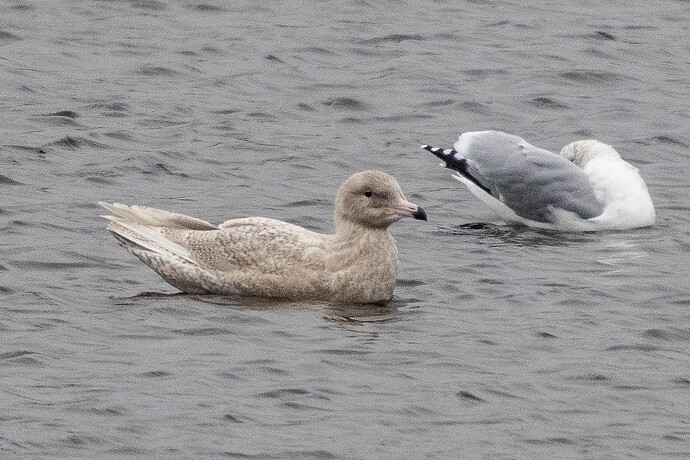 Glaucous Gull 17 12 10 25