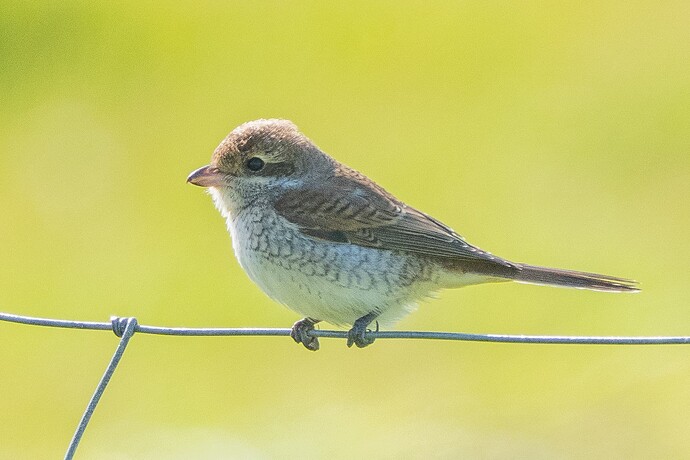 Red backed Shrike 02 01 09 25