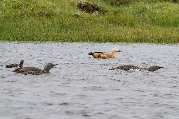 Ruddy Shelduck 04 03 07 26