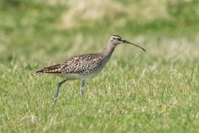 Whimbrel 03 03 05 26