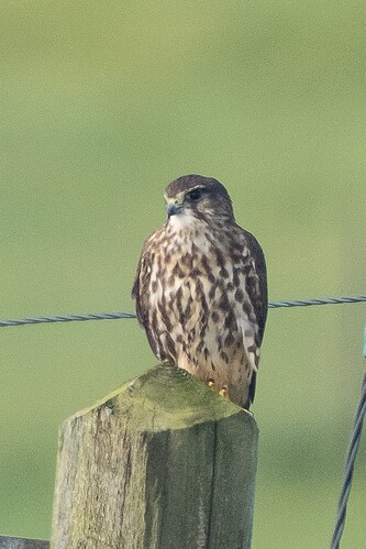 Merlin 03 08 09 25