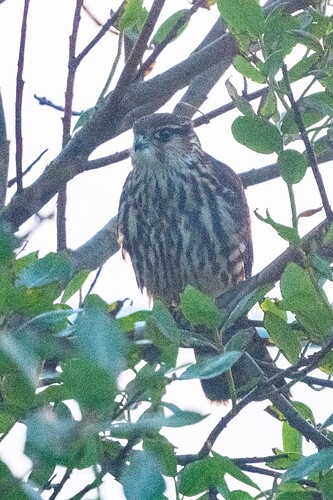 Merlin 08 27 08 25