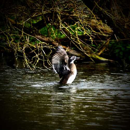 IMG-20210321-WA0000