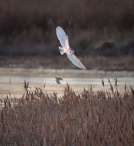 55023144835_25606c5bfe_o