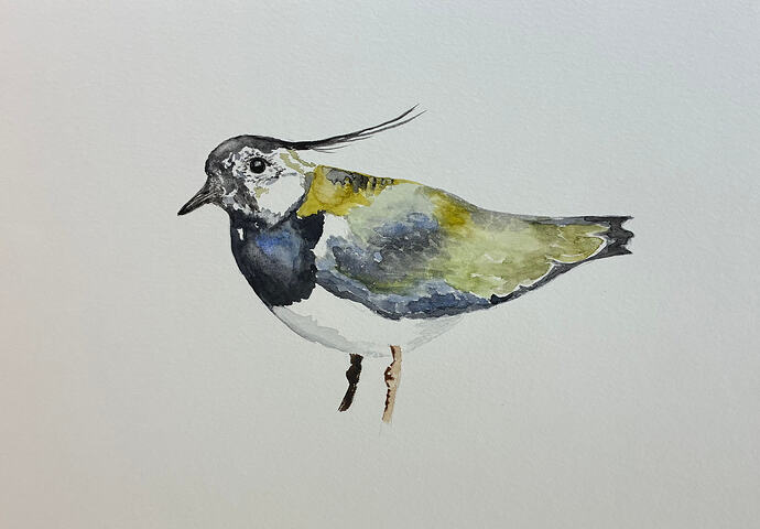 Lapwing