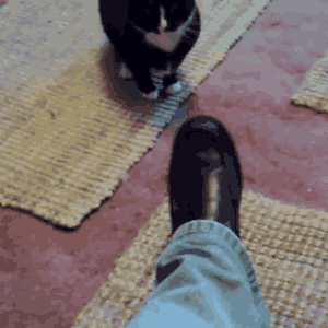 fashion-police-cat-hates-your-shoe