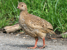 Red-legged Partridge, Bylaugh, 20-Jul-08 (ABc5).JPG