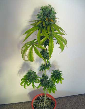 12-12-from-seed-stunted-cannabis-plant-xsm