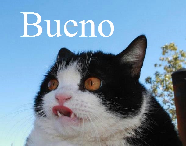 Bueno cat